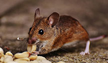 Find Exterminators in Hampshire County